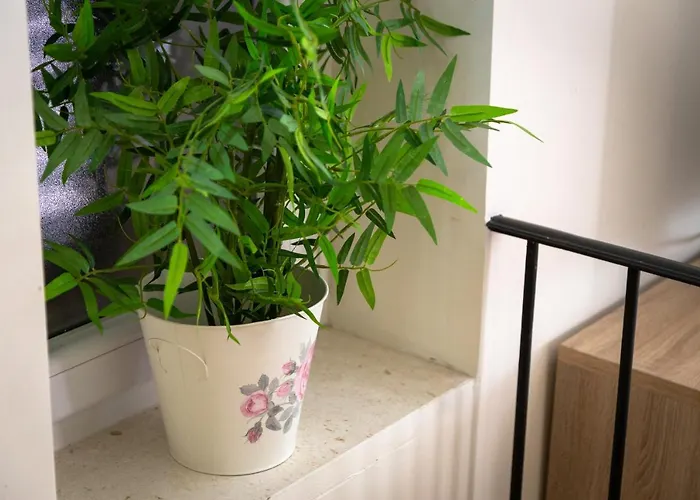 Gorki * 스플리트